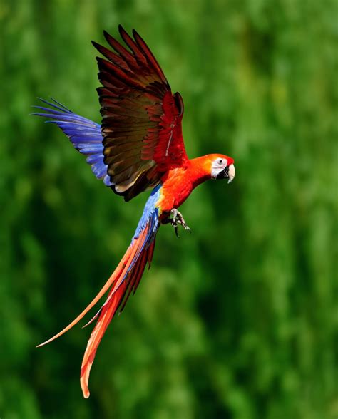 Wild Tropic Bird Parimatch